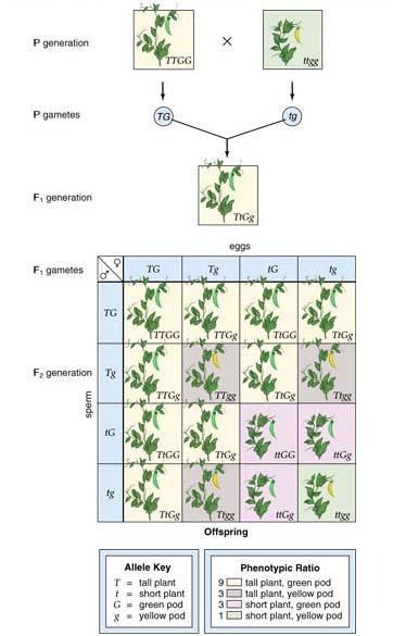 Two-Trait Inheritance Dihybrid cross uses true-breeding plants differing in two traits *