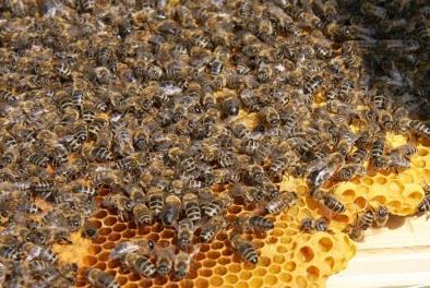000+ workers o Thermoregulation o Full colony overwintering o Winter food stores Bumblebee (Bombus terrestris) Life history traits: o o o o o o Less complex social