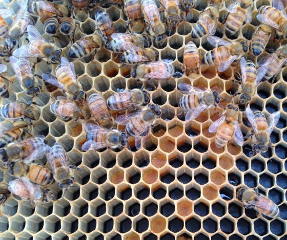 Role of nutrition in mitigating effects of Varroa Effects of fungicides & neonicotinoids on the ability of bees to acquire, digest and
