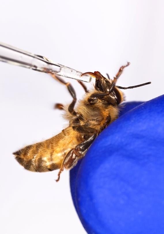 Bee Research Lab, Beltsville, MD Lab focuses on using microbiological, genomic, physiological, and toxicological approaches to improve bee health Manipulate honey bee immune responses for disease res.