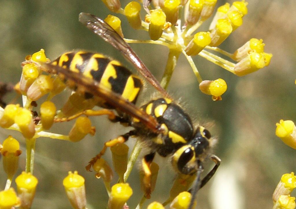 A wasp, the yellow jacket is a formidable force to deal with for those who approach its colony.