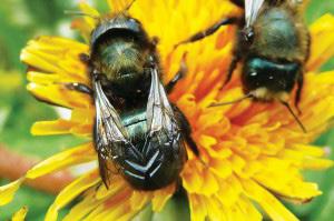 Mason bee Bumblebee Over 4,000 species of native bees were buzzing around when Europeans brought the honey bee to