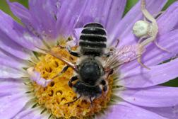 Leafcutter bee While we watch European honey bee colonies collapse, we are also witnessing the decline of the native