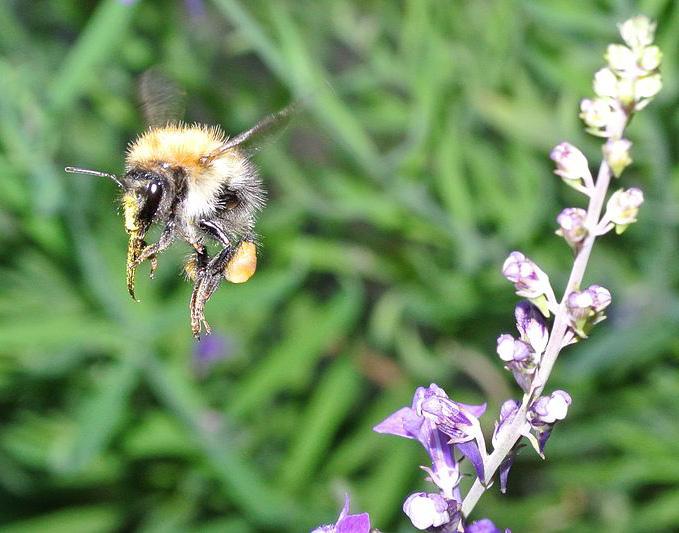By Pahazzard (own work), via Wikimedia Commons Queen building a nest Worker bee gathering pollen Of the 45 species of bumble bees in North America, all are social nesters.