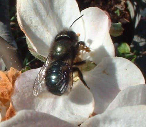 Mason bee on an apple blossom About 30% of our 4,000 native bees, including mason bees and leafcutter bees, build their solitary nests inside hollow