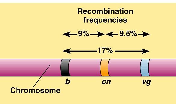 Sturtevant hypothesized that the frequency of recombinant offspring reflected the distances between genes on a chromosome.
