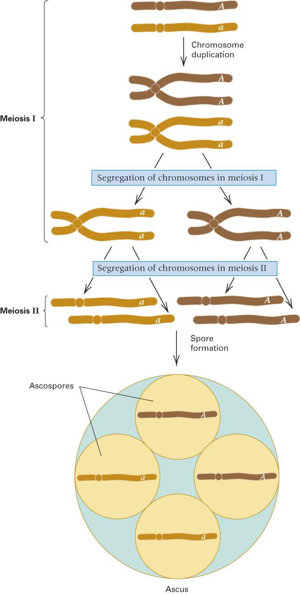 Tetrad Analysis In some species of fungi, each meiotic tetrad is contained in a saclike structure, called an ascus Each product of meiosis is an ascospore, and all of