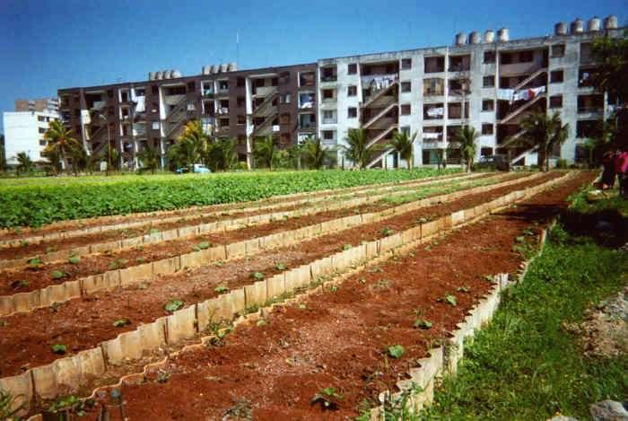 URBAN agriculture : Benefits URBAN Agriculture : Benefits Climate change mitigation/adaptation : Shorter farm-to-table food distance, buffer zones against flooding, reduce urban use of energy Food