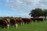 Rural Association Hereford Breeders Association National Agriculture Research Institute Funding: US$ 2 million 25% Hereford