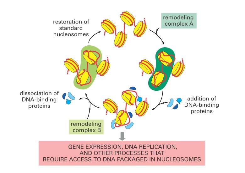 Natural genomic reprogramming during egg and sperm formation and unnatural reprogramming during cloning experiments Natural Reprogramming in normal development renders the egg and sperm genome