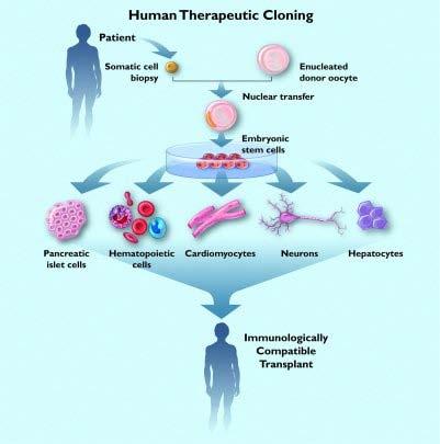 genetic identity between transplant tissue and recipient STEM CELLS http://www.sciam.