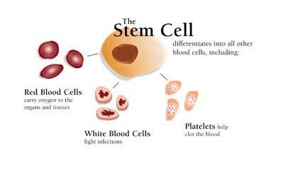 An adult bone marrow stem cell is multipotent.