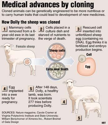 ************ ******************* Since the birth of Dolly, the sheep, successful cloning experiments have