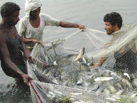 Small wild fish like anchovies and sardines found in schools in the ocean are also processed into fishmeal and used to feed other fish (aquaculture) as well as poultry and pigs.