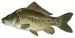 bass carp