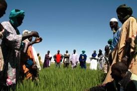 surrounding villages participate in a field visit Farmers