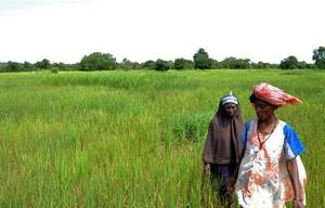 SRI for rainfed and lowland systems in Southern Mali 4 Rice