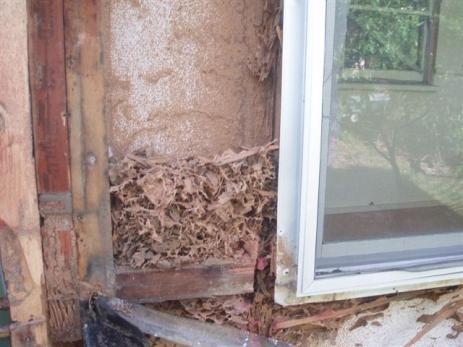 Termite Management Termites must