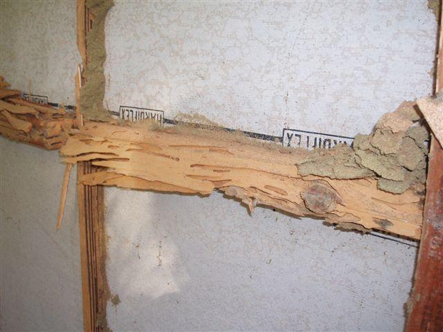 collars prevent termites from