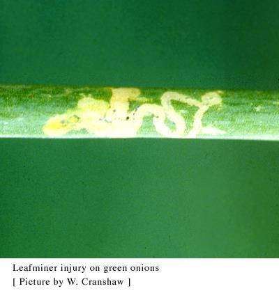Leaf Miner Mines start small and get larger as the maggot grows Damage results in