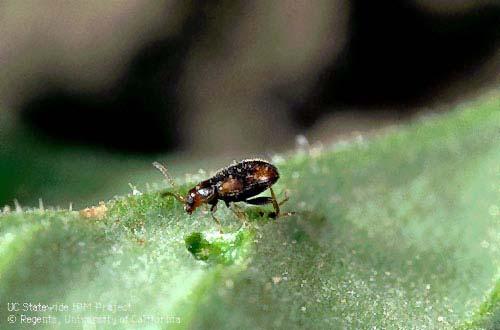 Flea Beetles Small Adults have well developed hind legs Will eat small