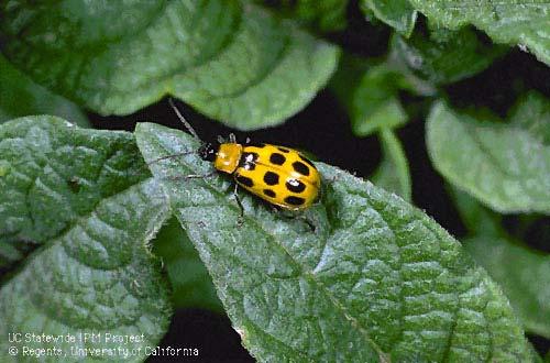 Cucumber Beetles Overwinter as adults Eggs deposited at the base of the plant Larvae can feed on stems
