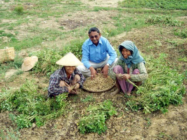 Enhanced legume cultivation in Myanmar To enhance food security and farmer livelihoods in Myanmar ACIAR-funded project to increase the legume cropped area to at least 4.