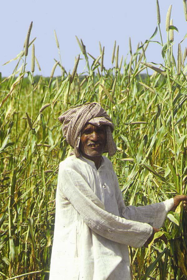Improving pearl millet residues for livestock To improve animal productivity in crop-livestock systems in India Through marker-assisted and