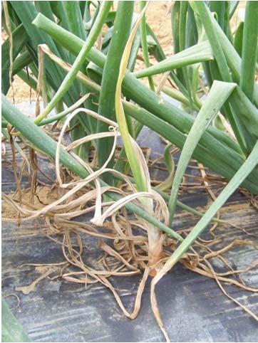 decay undetectable. Losses to bacterial bulb decay have increased steadily over the past decade where onions are grown intensively on plastic mulch.