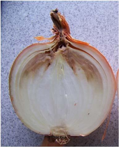 In NY, large scale onion producers report annual losses of 20 to 30% due to bacterial bulb decay.