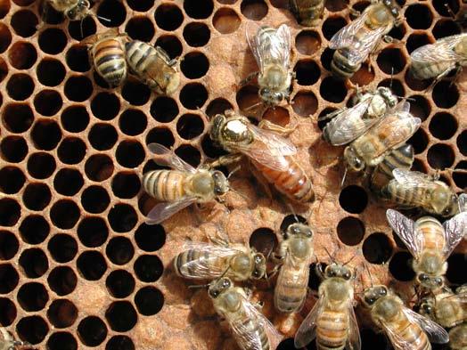 Impacts on different level: - Behavior and physiology of the bees - Floral environment - Diseases, pathogens and predators -