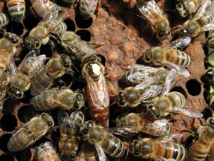 honey bee Beekeepers Change beekeeping practices Move to better