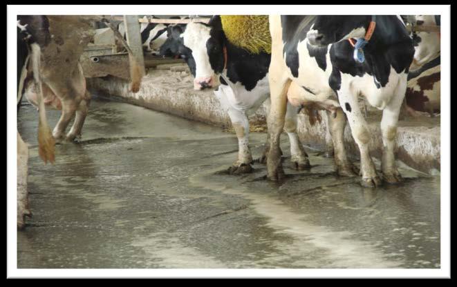 Advantages of scrape systems Provide rapid removal of manure Frequent cleaning results in less manure being dragged into the stalls and, therefore, cleaner cows Effective in pushing manure through