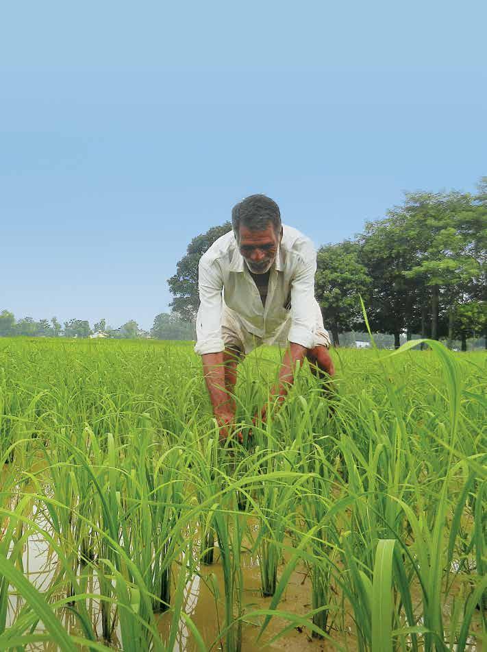 04 Promoting cultivation of Kalanamak variety of rice