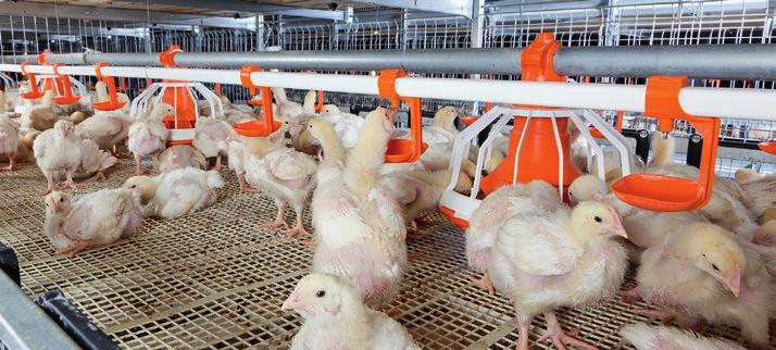 reduces time between the crops; 4 automatic transport of the ready-forslaughter broilers out of the house > economisation of working time and costs as well as optimum conditions for container loading
