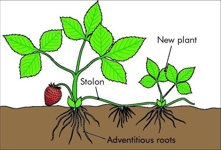 1. Modified Stems Runners horizontal, running over the soil surface