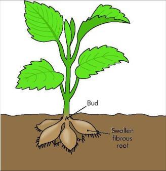 2. Modified Roots Root Tuber