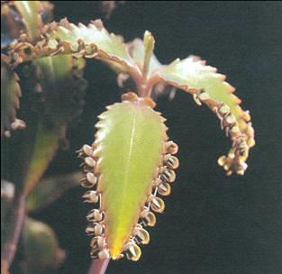 3. Modified Leaves Plantlets Some plants produce plantlets along the edges of the leaves Plantlets