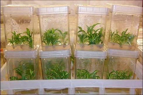 Micropropagation (Tissue Culture)(3/3) Provides a larger number of plants more quickly than cuttings.