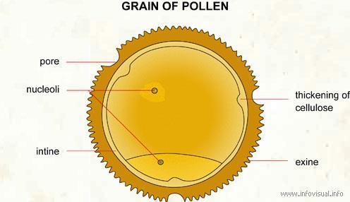Each pollen grain has a thick outer wall called