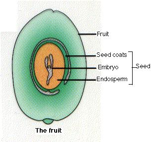 Fruit Formation The ovule becomes