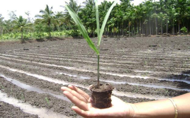 Sustainable Sugarcane Initiative (SSI) Overview Sugarcane cultivation and the sugar industry are facing multiple problems despite sugarcane being an important crop in India.