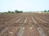 x 60 cm) in the main field Sub-surface drip fertigation & INM and IPM mode of