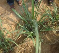 Create micro catchments for water harvesting Multi-ratooning Produce higher cane yield with less water From farmers point of view From factory point of view Benefits of this technology Higher cane