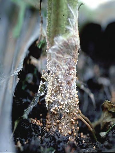 White fungal growth is produced