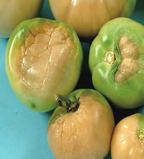Nonmarketable tomato fruits. 1.