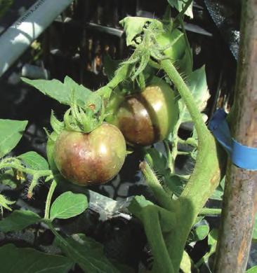 black lesions appear on stems