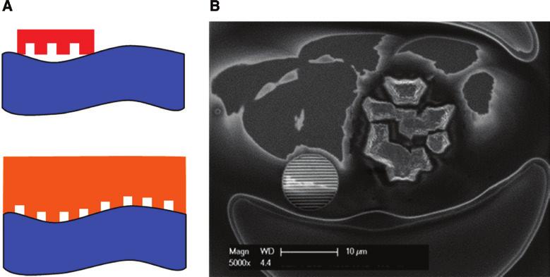 244 M.A. Verschuuren et al.: Large area nanoimprint by SCIL only a heating stage and press is required. The method is well suited to replicate nano- patterns in thick (millimeterscale) polymer sheets.