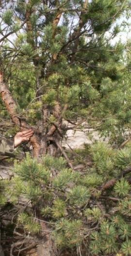 Scots pine due to radiation: