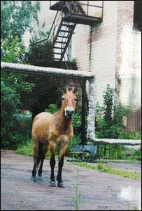 20 April 2006 Wildlife defies Chernobyl radiation By Stephen Mulvey BBC News «It contains some of the most